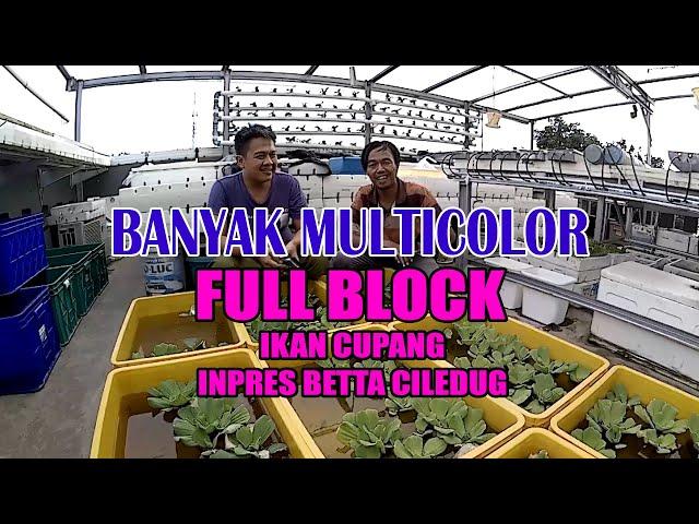 IKAN CUPANG MULTICOLOR INPRES BETTA CILEDUG | BREEDER MULTICOLOR