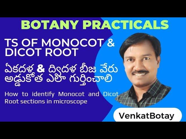 Monocot Root | Dicot Root | Section Cutting | Botany Practicals | Inter Public Practical Exams