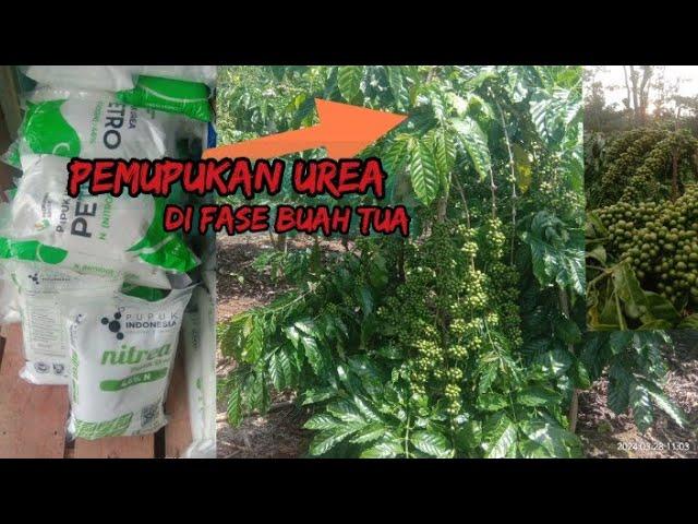 PEMUPUKAN UNSUR NITROGEN DI SAAT FASE BUAH PENUAAN AGAR BAHAN TETAP TERJAGA