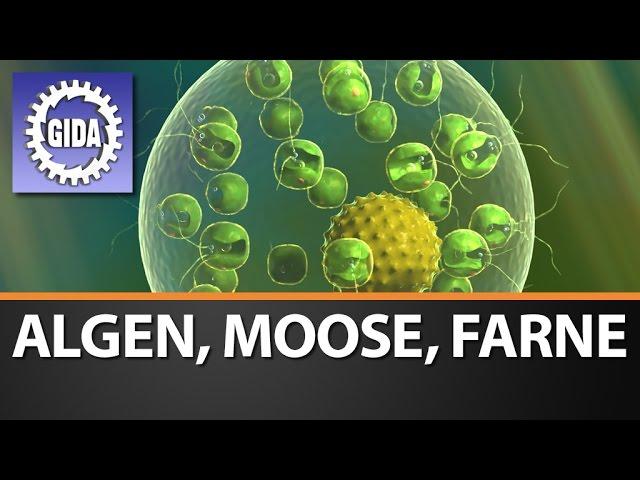Trailer - Algen, Moose, Farne - Biologie - Schulfilm