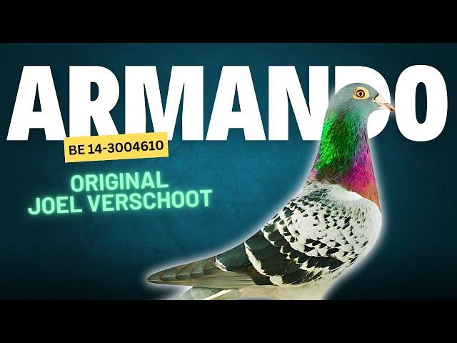 Armando: The Flying Legend | PIPA | joel verschoot