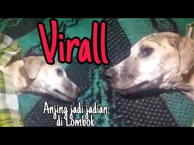 Viral!!! Anjing jadi jadin menggegerjan warga lombok tengah