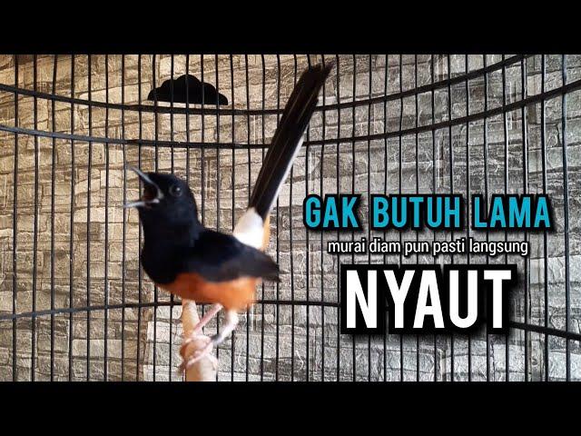 murai batu gacor AMPUH buat PANCINGAN murai batu agar bunyi JADIKAN burung murai gacor EMOSI NYAUT