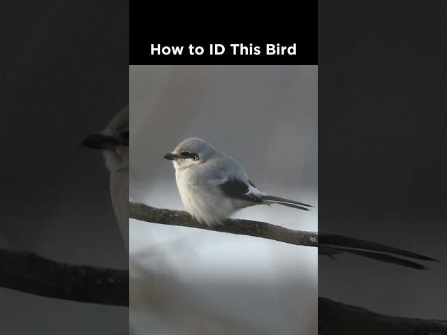 Northern Shrike identification example