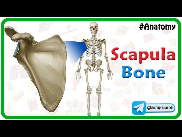 Scapula Bone Anatomy : Animated Osteology Lectures #mbbs1styear #nationalexittest #mbbs