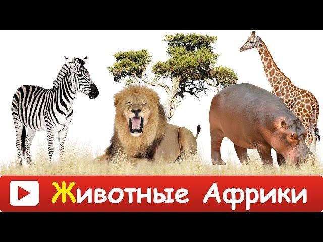 ► ЖИВОТНЫЕ АФРИКИ.  Дикие животные. Учим животных из Африки. Обучающее видео.