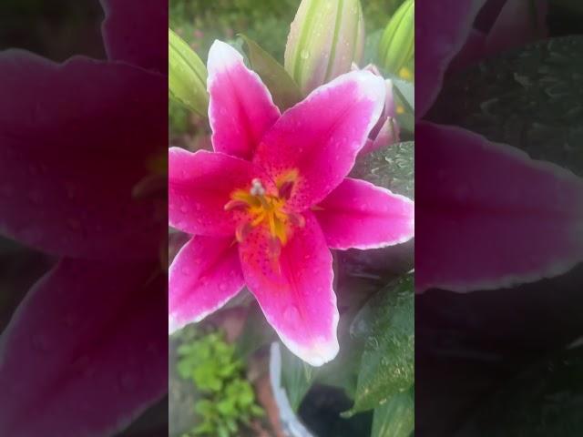 #stargazer #lily #blooms #nice #smells after the rain ️ #garden #shorts #viral