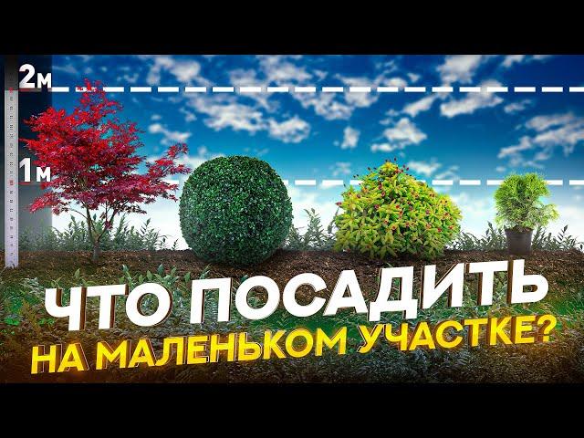 Низкорослые деревья для дачи. 10 самых популярных сортов для ландшафтного дизайна