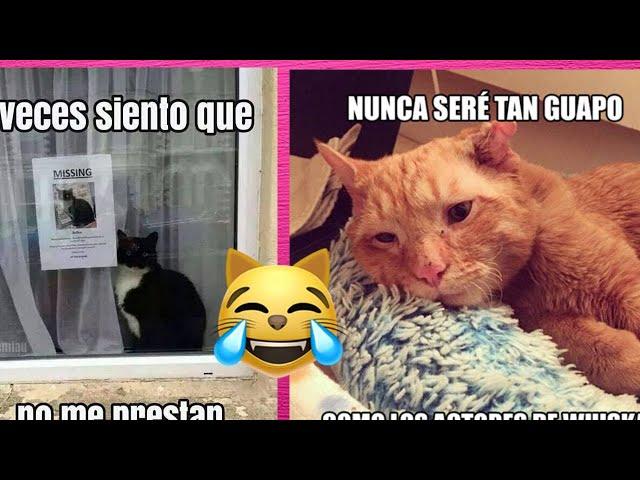 Poniéndole VOCES a MEMES de GATOS!! // Adry y sus DivertiCats