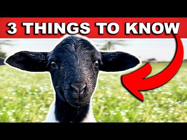 (QUICK) BEGINNER GUIDE TO RAISING SHEEP on Pasture | Farming Small Scale Homestead Meat Sheep Dorper