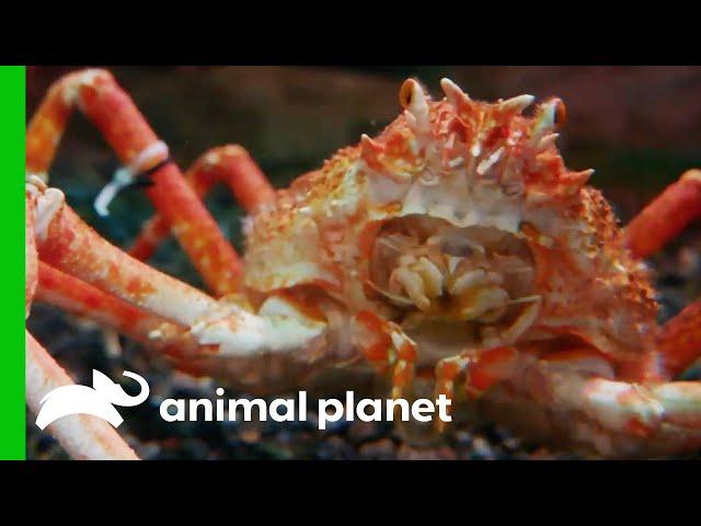 These Japanese Spider Crabs Can Grow To The Size Of A Car! | The Aquarium