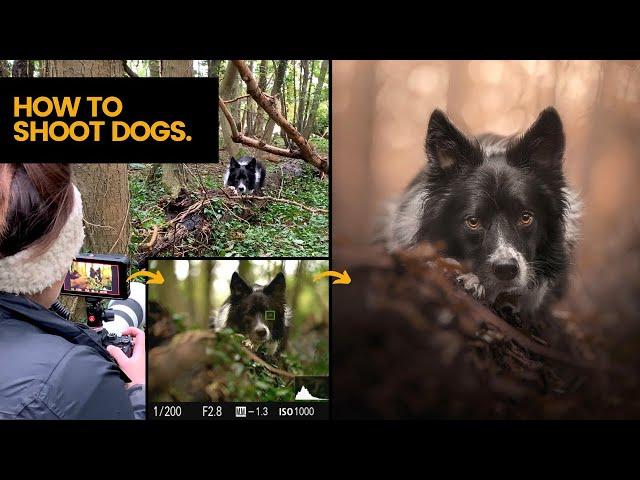 DOG PHOTOGRAPHY - How to compose and shoot portraits of dogs!