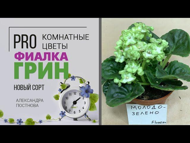 Фиалка Грин | Сортовые фиалки | Обзор необычного сорта