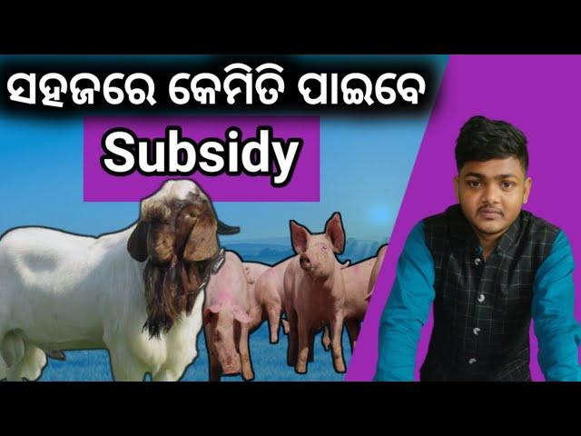 How to get subsidy easily in apicol #farming in odisha #goatfarming #pigfarming