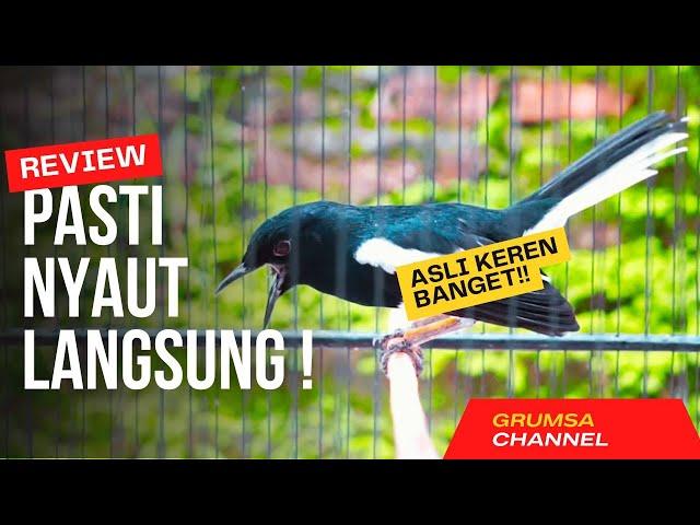 SUARA BURUNG kacer gacor NGEPLONG TARUNG konslet ini paling AMPUH buat PANCINGAN KACER agar EMOSI