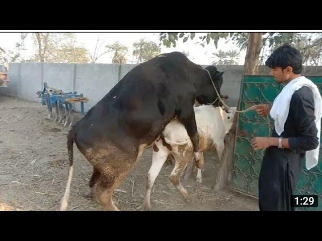 Big Bull And Small Cow Meeting First Time Amazing Video2022#animalmating#animalplanet#cowmating#bull