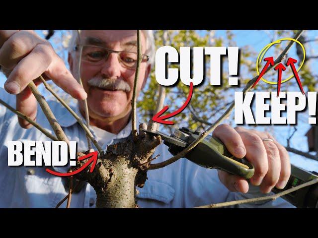 THE 15 TYPES of Pruning YOU NEED to know are…