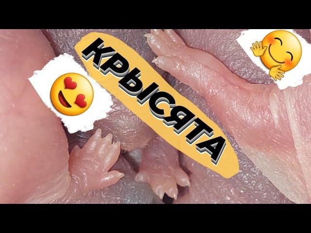 Крысятам четверо суток! 7 крысят! Как они выросли! Намеки на окрас и цвет глаз! ДЕКОРАТИВНЫЕ КРЫСЫ