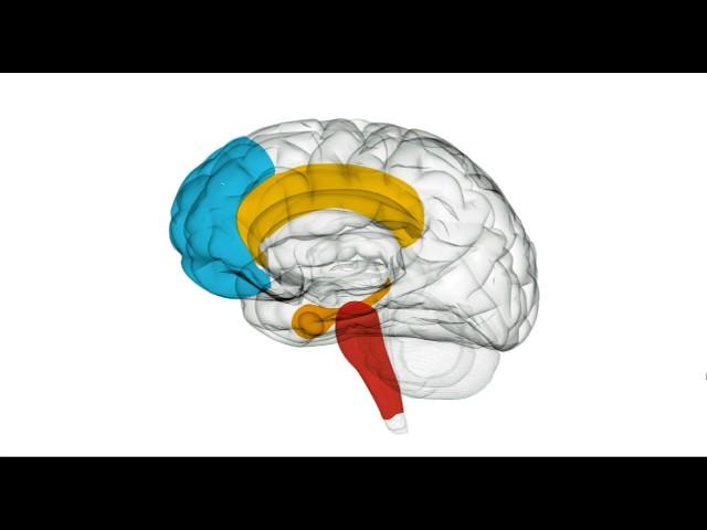 Meet Your Brain: A Short Introduction To Neuroscience