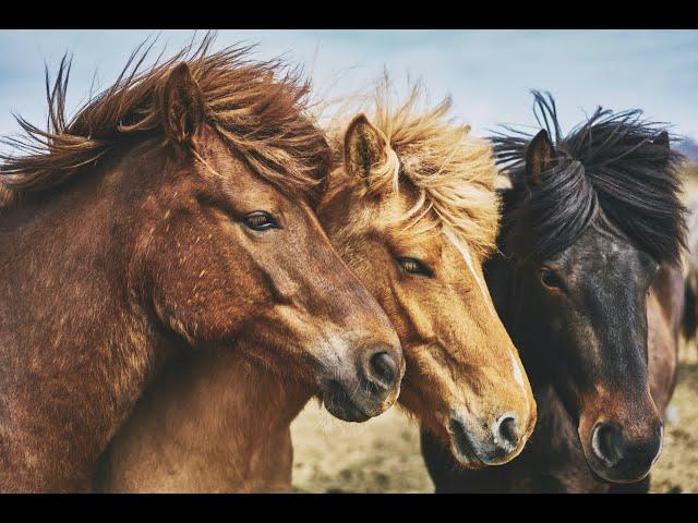 THE COMPLETE RIDER •  THE ICELANDIC HORSE