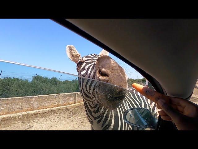 Zoo Safari | Bari Italy | Feeding Animals (LangleyEatz)