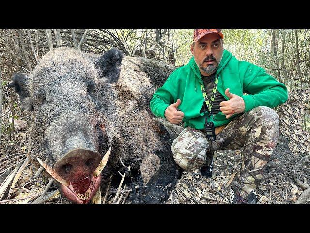 Tüfek tutukluk yaptı, dev azılı vuruldu / The rifle jammed, giant wildboar was shotted.