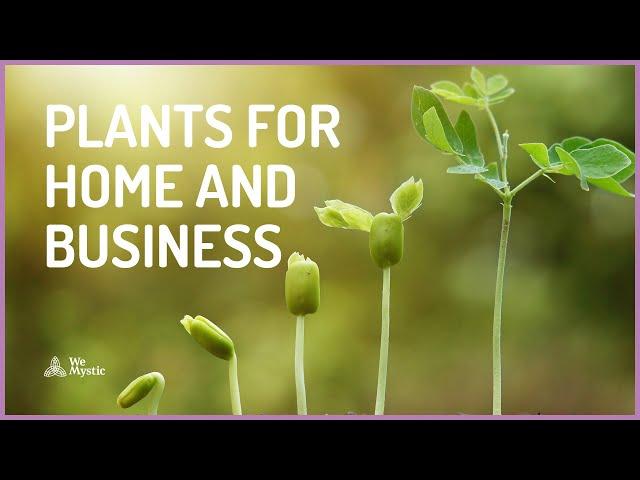 5 Plants that Attract Abundance for Home and Business