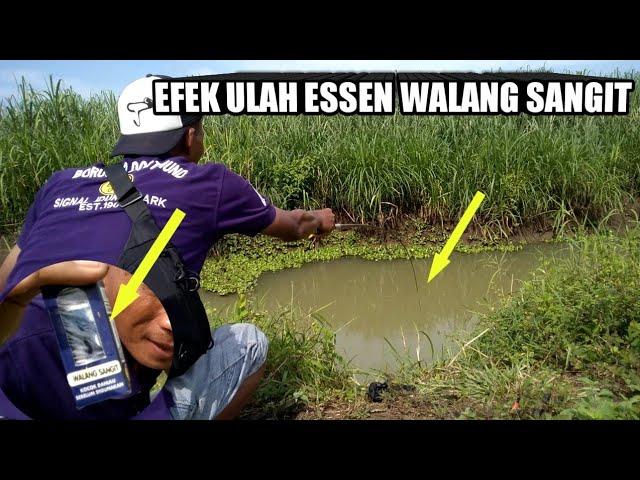 WORLD FISHING || Bahayanya racikan umpan lumut campur Essen Walang Sangit