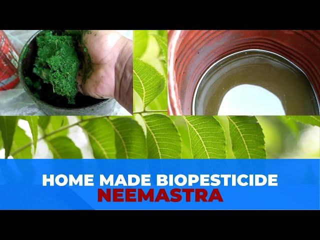 How to made biopesticide at home / Neemastra/ neem, cow urine & cow dung pesticide