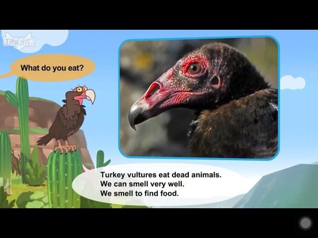 L2 042 Meet the Animals 42   Turkey Vulture