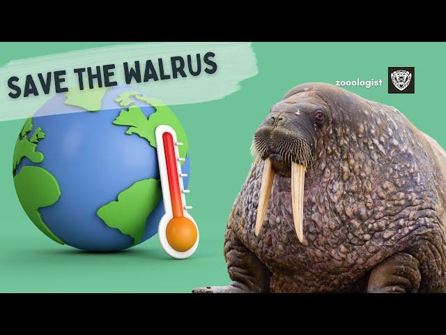 What Do Walruses Eat? | Deep Dive into the Walrus Diet & Lifestyle