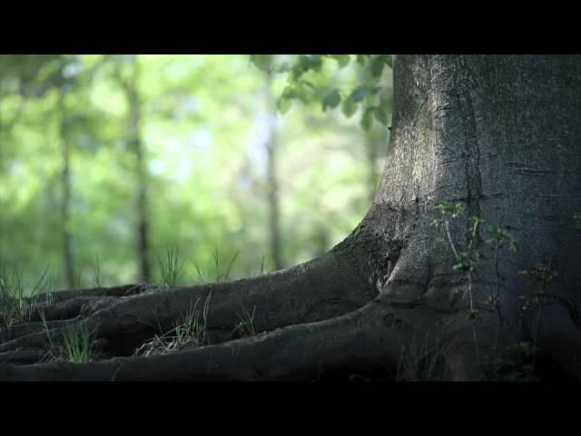 Yves Vroemen - The Olive Tree (Ensemble)