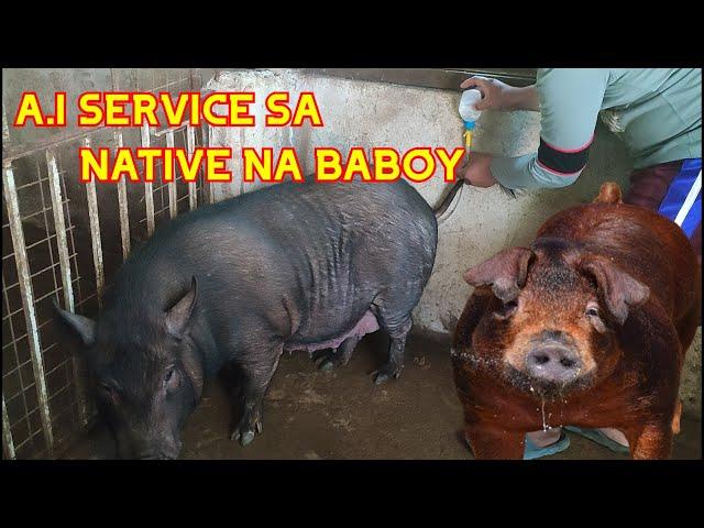 ARTIFICIAL INSEMINATION SA NATIVE NA BABOY I PAANO MAG A.I I SAAN MAKAKA KUHA NG SIMILYA NG BABOY