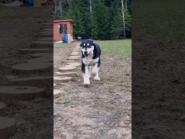 Алабайчику Скифу 5 месяцев#dog #сао #puppy #alabai #щенки #алабай