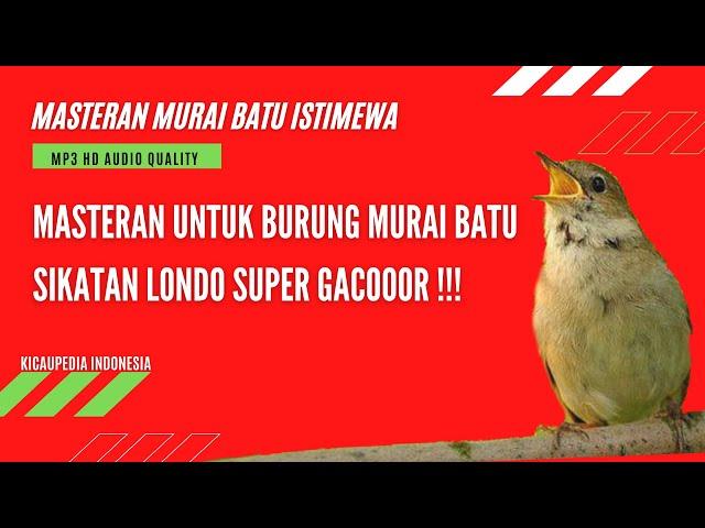 MASTERAN MURAIBATU SIKATAN LONDO - MASTERAN BURUNG MURAI BATU LOMBA - KICAUPEDIA INDONESIA OFFICIAL