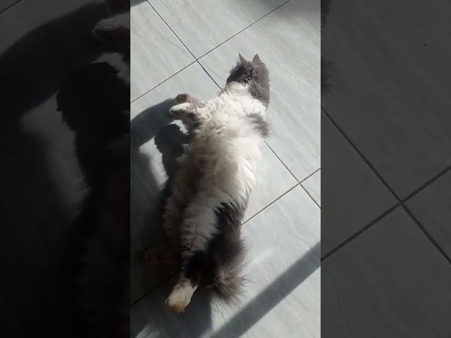 Kucing bulunya tebal banget