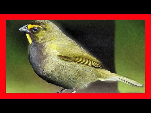 Yellow-faced Grassquit Song, Sound, Call, Chirp - Tiaris Olivaceus