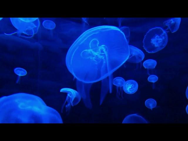 Schermo blu , mare meduse . Ottimo come sfondo notturno per illuminare. Buon riposo. no suoni!