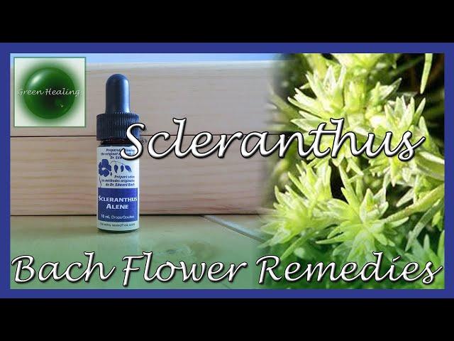 Scleranthus - For Indecision & Uncertainty (Bach Flower Remedies) (Green Healing S3E41)