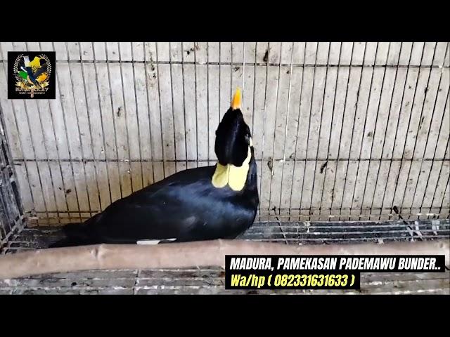 ready cendet Madura pilihan gondrong hanya dikios burung termurah dimadura...