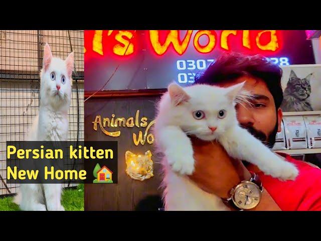 Persian kitten New Home | Persian kitten Vlog | Hamza Aslam Animal's World