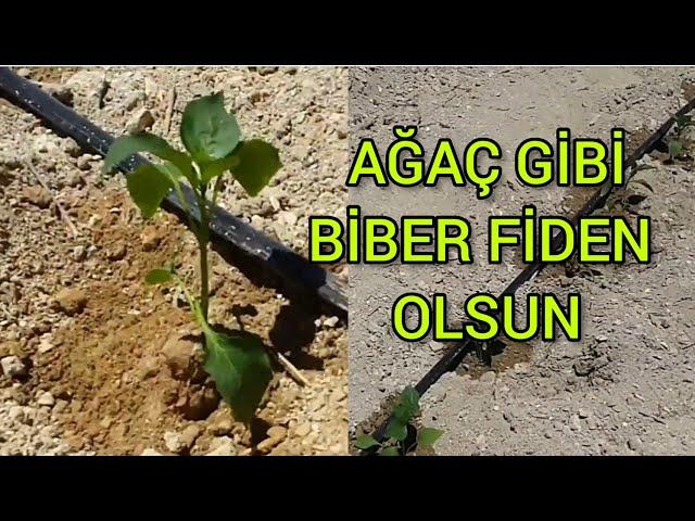 BİBER FİDESİ NASIL DİKİLİR ?| BİBER NASIL EKİLİR ? | BİBER NASIL DİKİLİR