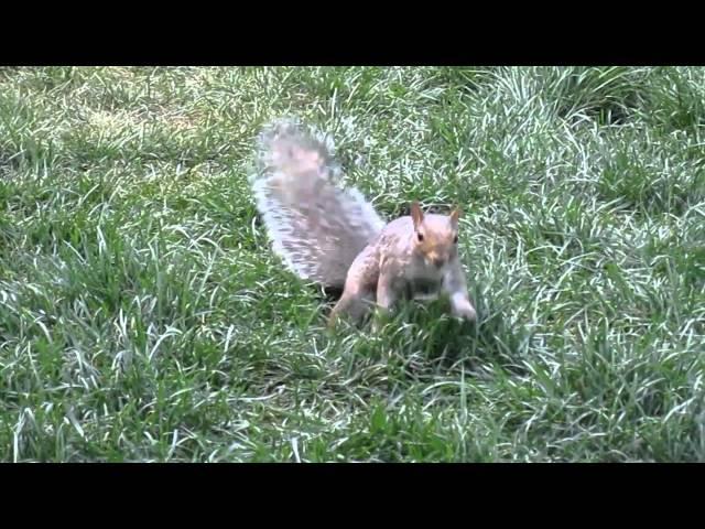 Casually collecting nuts