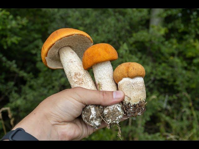 Mushroom Hunting #shorts - Leccinum albostipitatum | Orange cap | Aspen bolete | Funghi | Foraging