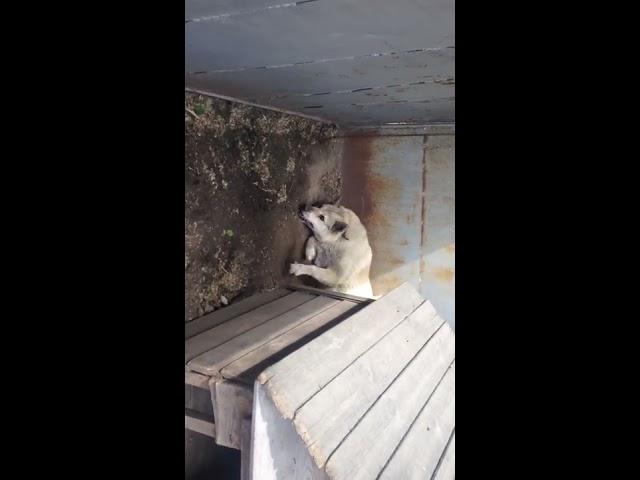 гибель собаки от изониазида