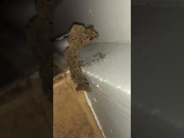 Signs of Termite Infestation: Understanding Termite Tubes | Houston Pest Control Tips