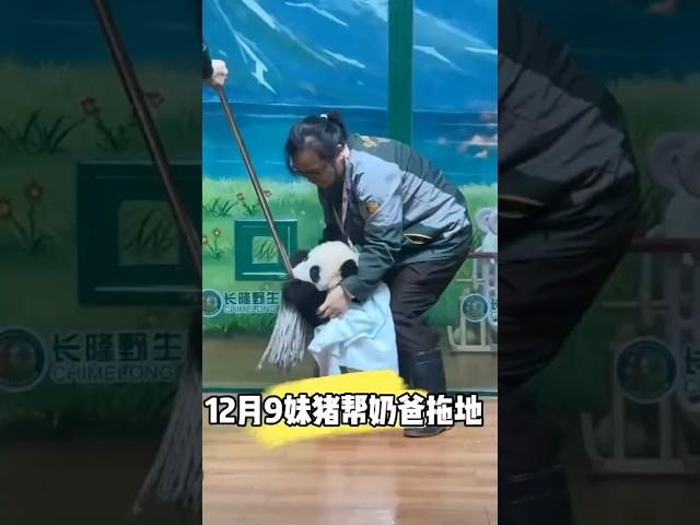 妹猪真是一刻停不下来，太可爱了 #cute #panda #cutepanda #shorts #adorable