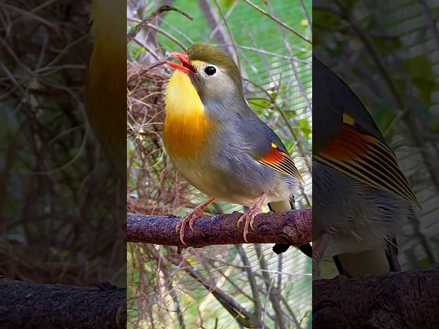 Chinese Nightingale Song | Bird Sounds | Pekin Robin Singing