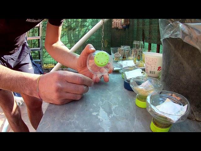 Seminare agrumi come Kumquat (mandarini cinesi), limoni, arance - Nell'orto dell' Isola che non c'è