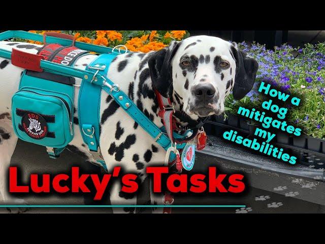 Lucky’s Service Dog Tasks